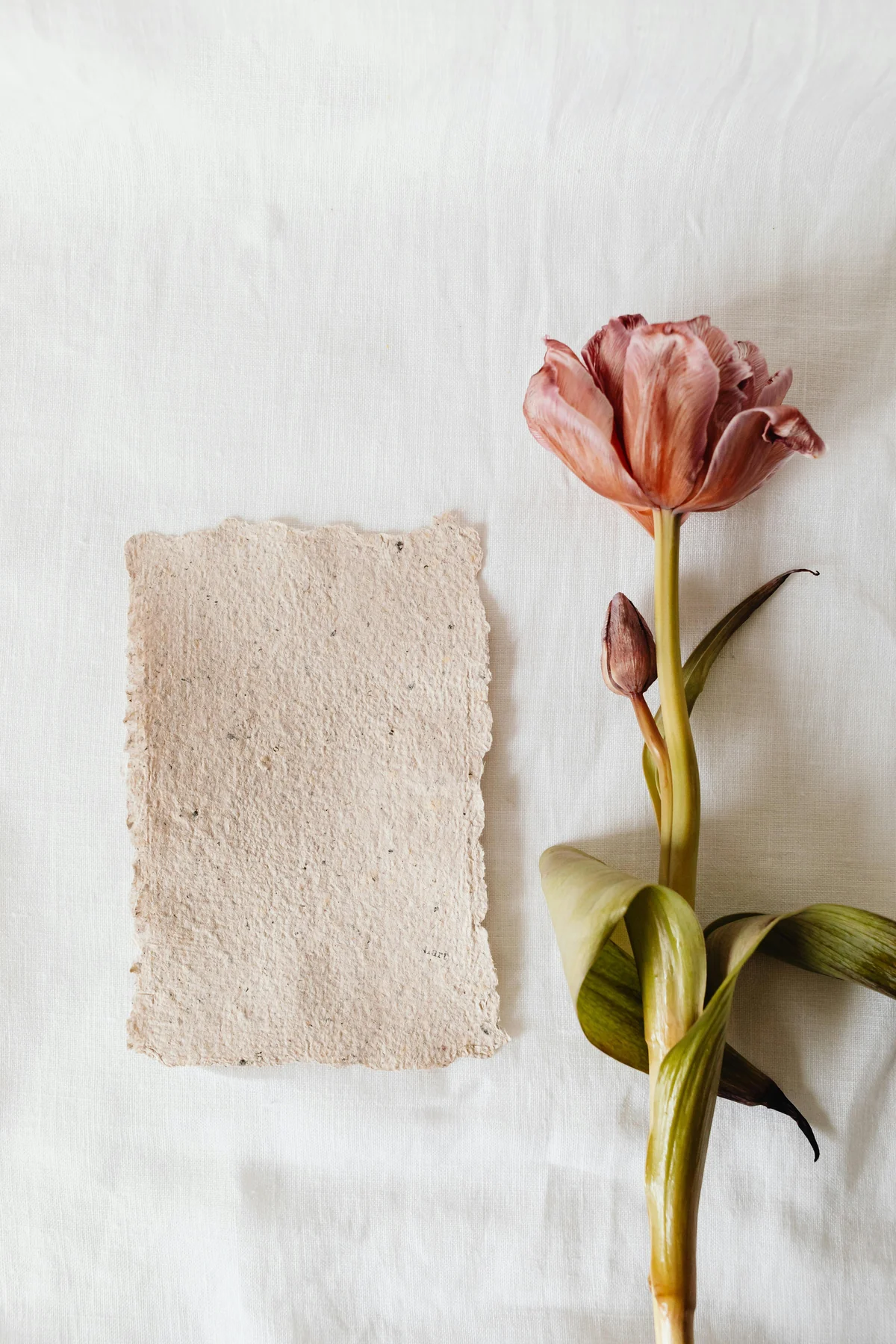 Papel plantable con semillas y brote
